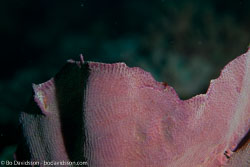 BD-111124-Raja-Ampat-5234-Turbinaria-mesenterina-(Lamarck.-1816)-[Disc-coral].jpg